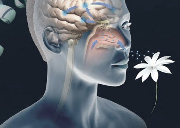 Tracking down smell How the mind sorts out data about odors