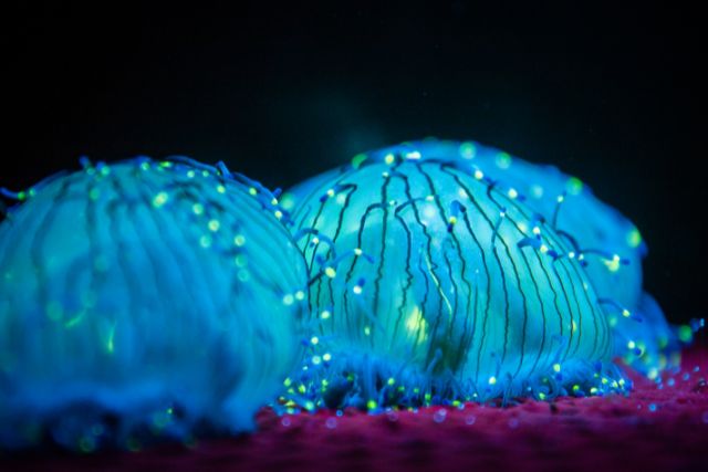 Bioluminescence, explained