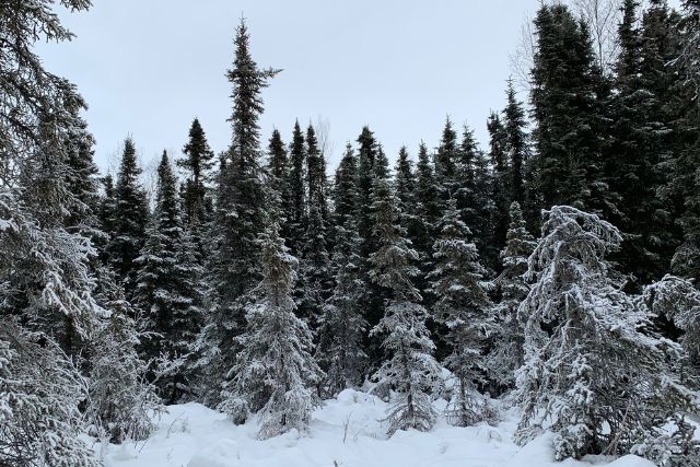 The Year-Round Land of Evergreens: the Taiga